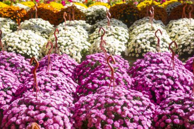 Çiçek serasında kasımpatı çiçekleri