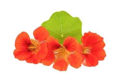 Beyaz arka planda Tropeolum Majus çiçeği