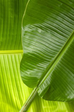 Muz yeşili yaprak kapatma arkaplanı metin veya resim arkaplan tasarımı için bize alan kullan.