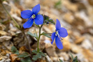 Veronica Chamaedrys veya Alman Speedwell Mavi Çiçeği