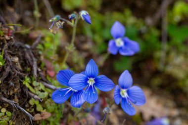 Veronica Chamaedrys veya Alman Speedwell Mavi Çiçeği