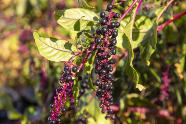 Phytolacca decandra, indian pokeweed ripening black fruits on branches. Turkish name; Sekerciboyasi clipart