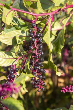 Phytolacca decandra, indian pokeweed ripening black fruits on branches. Turkish name; Sekerciboyasi clipart