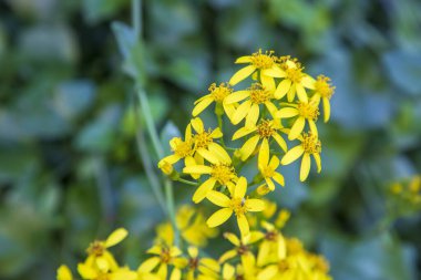 Senecio angulatus, also known as creeping groundsel and Cape ivy, is a succulent flowering plant from the Asteraceae family, native to South Africa. clipart