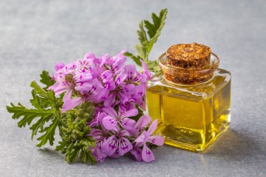 Pelargonium çiçekleri ve temel pelargonyum yağını mezarlığa yerleştirir
