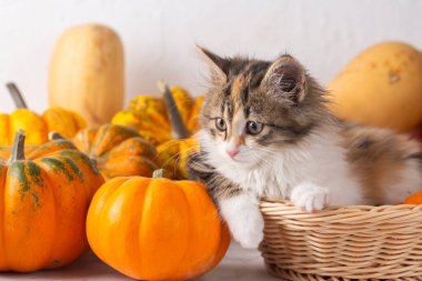 Calico kediciği balkabaklarının arasında çok tatlı