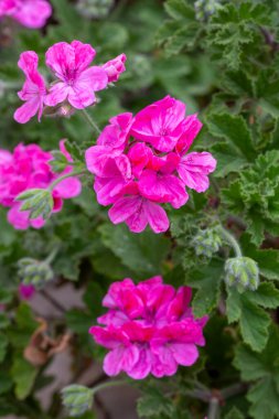 Kraliyet pelargonium çiçekleri - Pelargonium grandiflorum