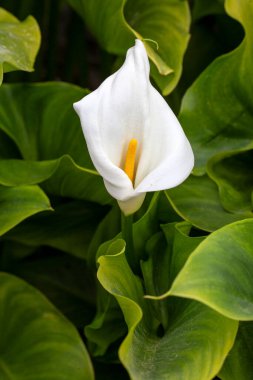 Calla Palustris Kala Cala Gala Beyaz Çiçek