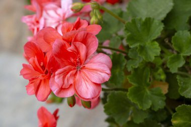 Bahçedeki pembe sardunyalar