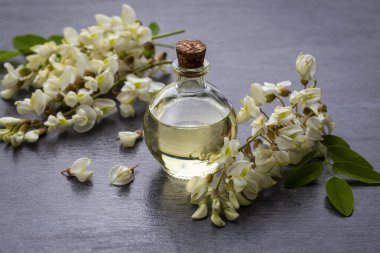 Robinia (sahte akasya) esaslı yağ (çare, özü) şişesi taze akasya çiçekleri ile