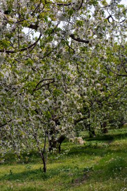 Baharda kiraz ağaçları açıyor. Kiraz çiçeği.