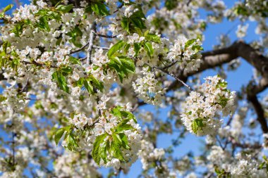 Baharda kiraz ağaçları açıyor. Kiraz çiçeği.