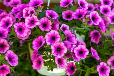 Petunya çiçekleri ilkbaharda açar.