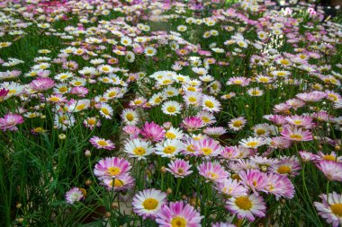 Argyranthemum frutescens madeira ibikli fildişi. Marguerite Daisy çiçeği olarak da bilinir..