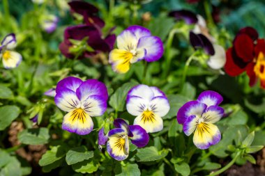 Bilimsel adı: Viola tricolor - Aile: Violaceae