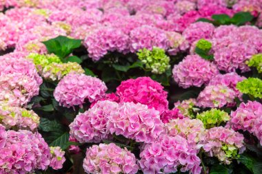 Hydrangea macrophylla flower in garden