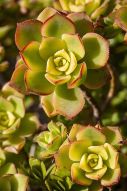 Aeonium haworthii 'Dream Color', genellikle Kiwi Aeonium olarak bilinir, açık yeşil, krem ve kırmızı tonlara sahiptir..