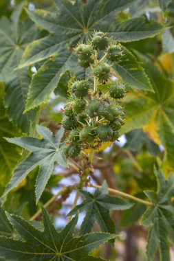 Ricinus Communis (Hint fasulyesi veya Hint yağı bitkisi), atmacagiller (Euphorbiaceae) familyasından bir bitki türü. Zehirli bitkiler.