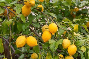 limon ağacı üzerinde sarı limon