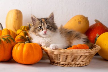 Calico kediciği balkabaklarının arasında çok tatlı