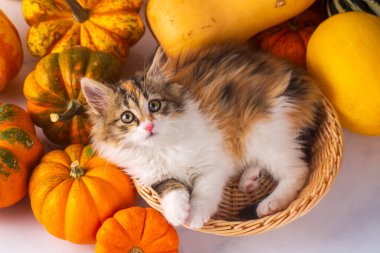 Calico kediciği balkabaklarının arasında çok tatlı