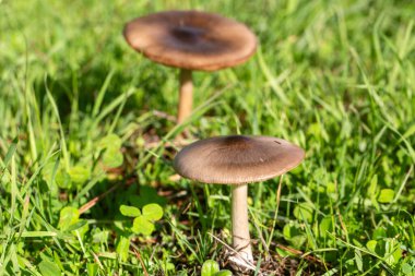 Volvopluteus gloiocephalus mushroom grows in a garden. The big sheath mushroom (Volvopluteus gloiocephalus) is an edible mushroom clipart