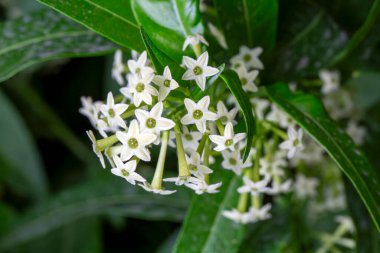 Cestrum nocturnum ya da Night Blooming Jasmine, bitkinin geceleri kokusu var.