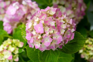 Yakın plan ortanca makrofilla çiçeği yeşil yapraklı arka plan, seçici odak.