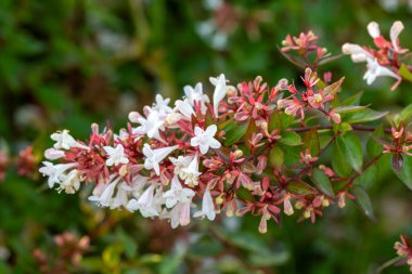 Bahçedeki beyaz Abelia çiçeklerini kapat.