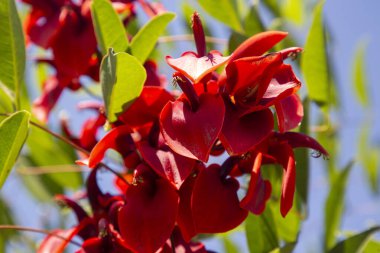 Erythrina Crista - galli ya da kırmızı Dadap çiçeği ağaca yakın plan.