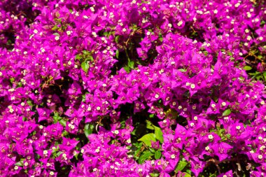 Blooming great bougainvillea (Bougainvillea spectabilis) close-up clipart