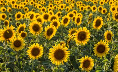 Ayçiçeği alan, Trakya / Türkiye. Doğa Tarım görünümü.