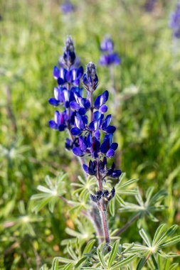 Lupinus pilosus is a species of edible flowering plant from the Fabaceae family that grows in Mediterranean shrublands. clipart