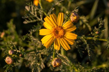 Glebionis coronaria, papatya familyasından bir bitki türü.
