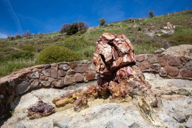 A fossilized tree trunk from the UNESCO Geopark 