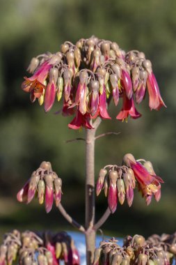 Kalanchoe delagoensis, Crassulaceae family. Kalanchoe daigremontiana clipart