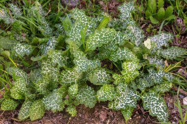 Kardus marihuanasının ya da Aziz Mary devedikeni - Silybum maranum 'un yaprakları Akdeniz süt devedikeni benekli değerli tıbbi bitkidir.. 