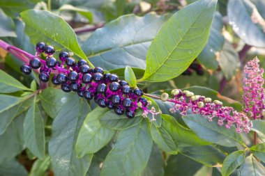 Phytolacca decandra, dallardaki siyah meyveleri olgunlaştıran kızılderili pokeweed.