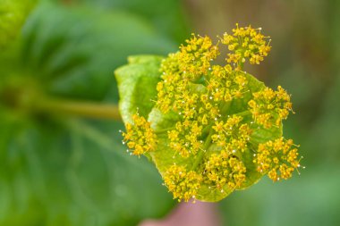 Smyrnium perfoliatum alt türü rotundifolium, yuvarlak yapraklı Alexanders, Horse Parsley, Euphorbia benzeri biennial. Baharın sonlarında kireç yeşili çiçekler.