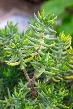  Minyatür çam ağacı, Crassula tetragona, sulu bitki. 