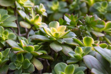 Aeonyum haworthii, Haworth 'un akeonyumu veya fırıldak gibi sulu, kırmızı uçlu yeşil yapraklar rosette..