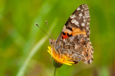 Doğadaki Kelebek - Vanessa Cardui