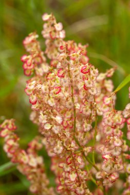 Rumex acetosa flowers (Common sorrel). Polygonaceae perennial plant. Edible and medicinal plants. clipart