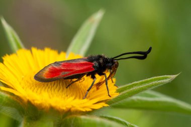 Moth on plant, Transparent Burnet -  Zygaena purpuralis clipart