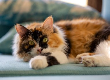 Uzun saçlı yavru kedi şirinmiş.