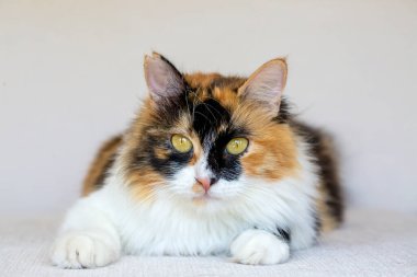 Uzun saçlı yavru kedi şirinmiş.