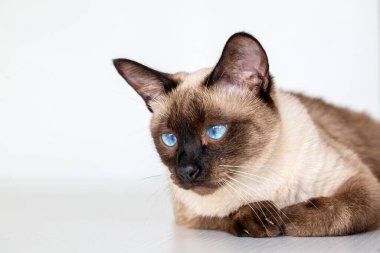 Pet animal; cute siamese cat