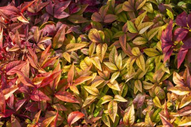 Nandina domestica Pembesi. Nandina evcilliği genel olarak nandina, ilahi bambu ya da kutsal bambu olarak bilinir. Yapraklar mevsime göre renk değiştirir..