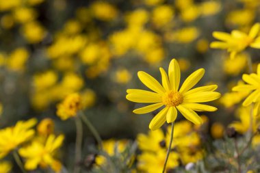 Sarı papatya çalısı, bilimsel isim; Euryops pectinatus