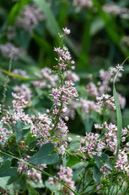 Cynanchum acutum, a species of climbing swallowworts, close up clipart